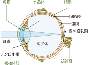 眼球図