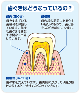 歯ぐきはどうなっているの？