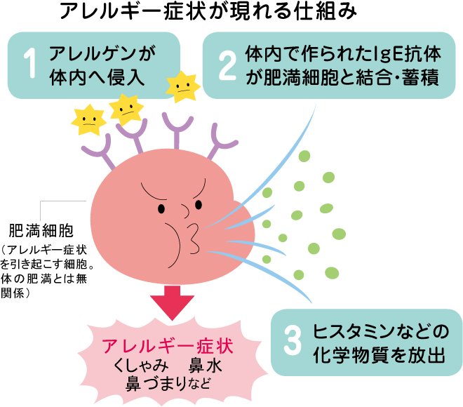 アレルギー症状が現れる仕組み