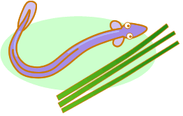 C[W