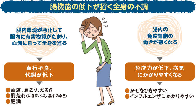 腸機能の低下が招く全身の不調 腸内環境が悪化して腸内に有害物質がたまり、血流に乗って全身を巡る→結構不良、代謝が低下→頭痛、肩こり、だるさ、肌荒れ（にきび、シミ、黒ずみなど）、肥満 腸内の免疫細胞の働きが悪くなる→免疫力あ低下、病気にかかりやすくなる→かぜをひきやすい、インフルエンザにかかりやすい