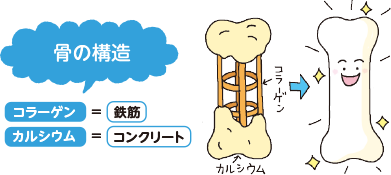 骨の構造 コラーゲン＝鉄筋 カルシウム＝コンクリート