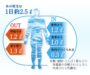 水の収支は1日約2.5l
