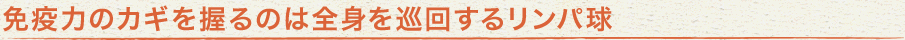 免疫力のカギを握るのは全身を巡回するリンパ球