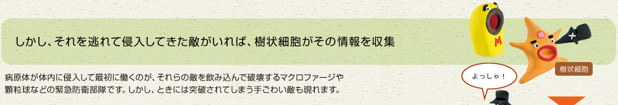 しかし、それを逃れて侵入してきた敵がいれば、樹状細胞がその情報を収集