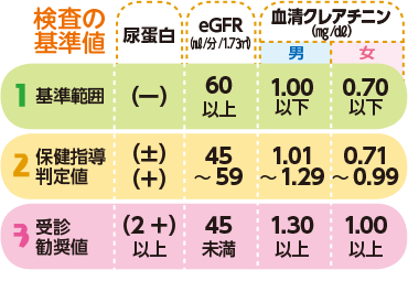 検査の基準値。1 基準範囲 尿蛋白 (―) eGFR 60㎖/分/1.73㎡以上 血清クレアチニン 男 1.00㎎/㎗以下 女 0.70㎎/㎗以下、2 保健指導判定値 尿蛋白 (±)(―) eGFR 45~59㎖/分/1.73㎡ 血清クレアチニン 男 1.01~1.29㎎/㎗ 女 0.71~0.99㎎/㎗、3 受診勧奨判定値 尿蛋白 (2+) eGFR 45㎖/分/1.73㎡未満 血清クレアチニン 男 1.30㎎/㎗以上 女 1.00㎎/㎗以上