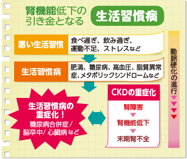 腎機能低下の引き金となる生活習慣病 悪い生活習慣 食べ過ぎ、飲み過ぎ、運動不足、ストレスなど。生活習慣病 肥満、糖尿病、高血圧、脂質異常症、メタボリックシンドロームなど。生活習慣病の重症化!糖尿病合併症/脳卒中/心臓病など⇔CKDの重症化 腎障害→腎機能低下→末期腎不全