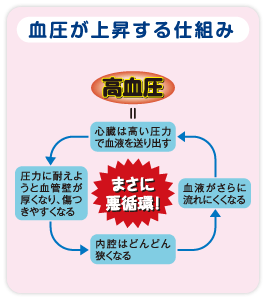 血圧が上昇する仕組み